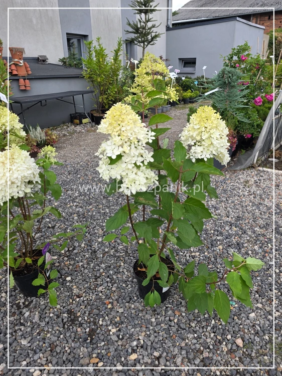 Hortensja bukietowa Phantom -Hydrangea paniculata