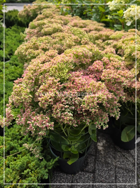Rozchodnik karpacki 'Herbstfreude' Sedum telephium