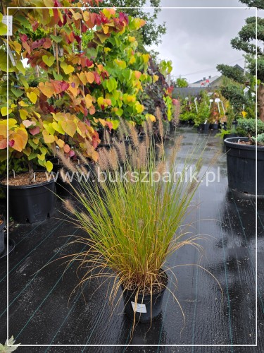 Rozplenica japońska 'Hameln' - Pennisetum alopecuroides