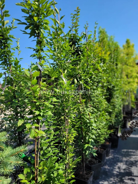 Grab pospolity FASTIGIATA - Carpinus betulus ob 8-10cm