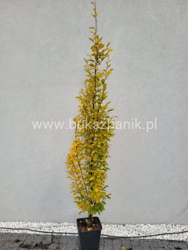 Grab pospolity FASTIGIATA - Carpinus betulus ob 8-10cm