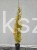 Grab pospolity FASTIGIATA - Carpinus betulus ob 8-10cm