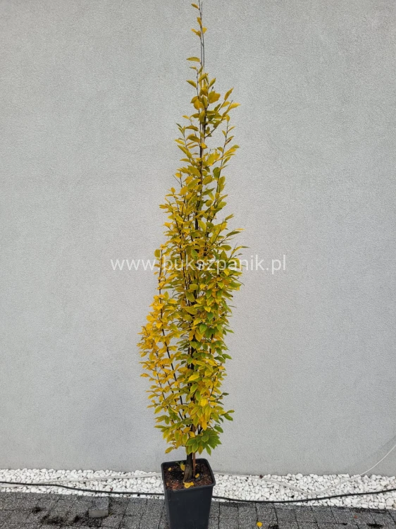 Grab pospolity FASTIGIATA - Carpinus betulus ob 8-10cm