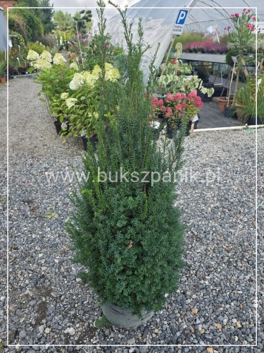 Cis pośredni 'Eleganza' PBR C10l, h:100-120cm