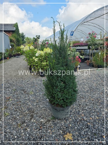 Cis pośredni 'Eleganza' PBR C10l, h:100-120cm