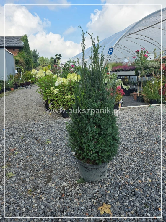 Cis pośredni 'Eleganza' PBR C10l, h:100-120cm