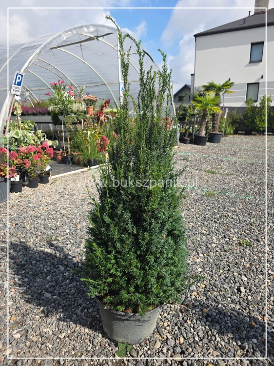 Cis pośredni 'Eleganza' PBR C10l, h:100-120cm