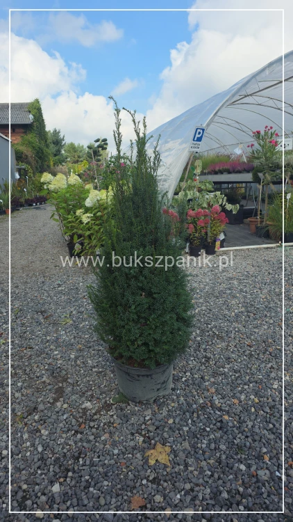 Cis pośredni 'Eleganza' PBR C10l, h:100-120cm