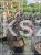 Judaszowiec 'Ace of Spades' Cercis canadensis