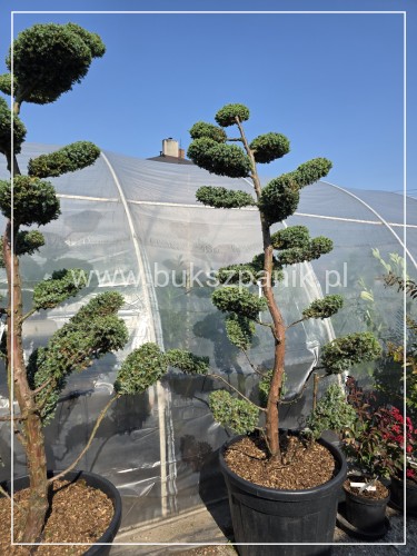 Jałowiec pospolity Bonsai