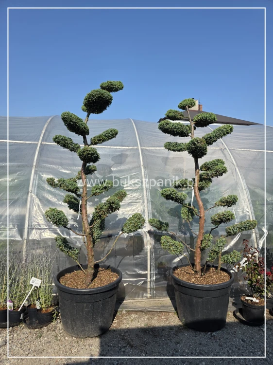 Jałowiec pospolity Bonsai