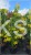 Judaszowiec kanadyjski The Rising Sun- Cercis canadensis C35, 200cm