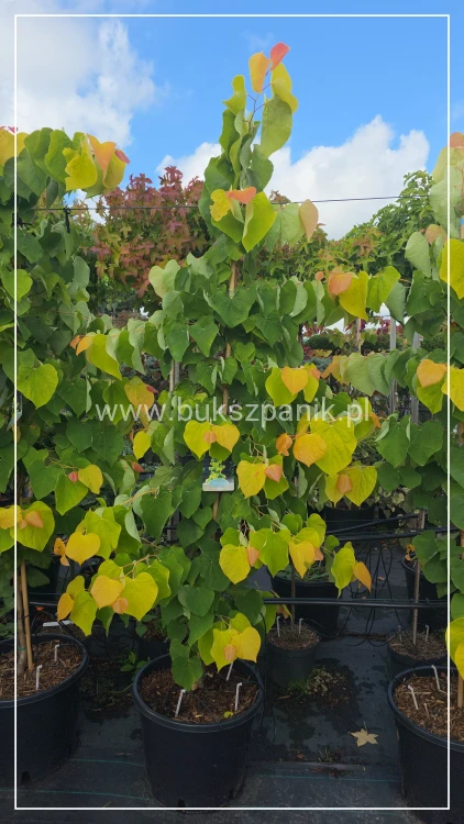 Judaszowiec kanadyjski The Rising Sun- Cercis canadensis C35, 200cm