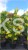 Judaszowiec kanadyjski The Rising Sun- Cercis canadensis C35, 200cm