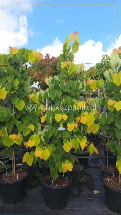 Judaszowiec kanadyjski The Rising Sun- Cercis canadensis C35, 200cm