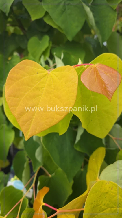Judaszowiec kanadyjski The Rising Sun- Cercis canadensis C35, 200cm