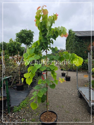 Judaszowiec kanadyjski The Rising Sun- Cercis canadensis C25, 200cm