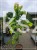 Judaszowiec kanadyjski The Rising Sun- Cercis canadensis C25, 200cm
