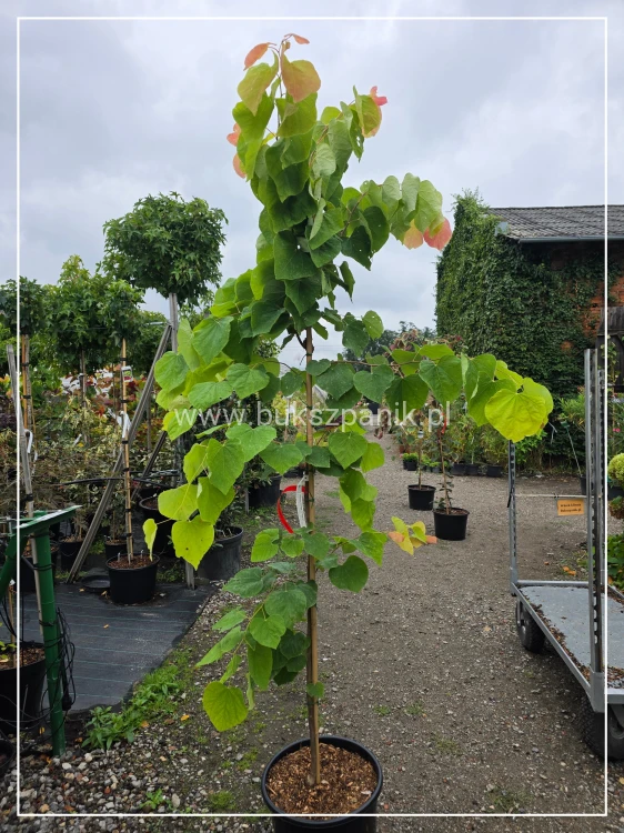 Judaszowiec kanadyjski The Rising Sun- Cercis canadensis C25, 200cm
