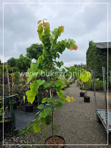 Judaszowiec kanadyjski The Rising Sun- Cercis canadensis C35, 200cm