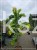 Judaszowiec kanadyjski The Rising Sun- Cercis canadensis C35, 200cm