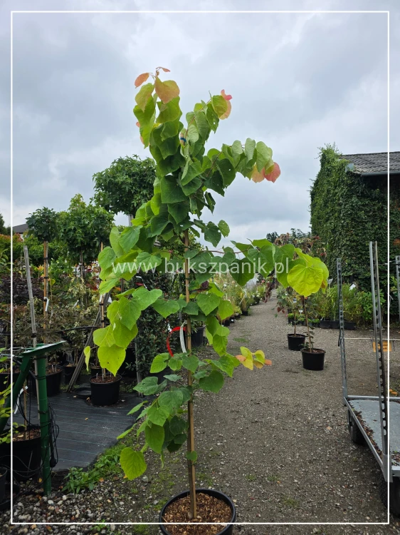 Judaszowiec kanadyjski The Rising Sun- Cercis canadensis C35, 200cm