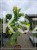 Judaszowiec kanadyjski The Rising Sun- Cercis canadensis C35, 200cm
