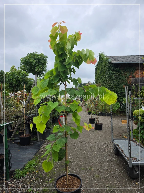 Judaszowiec kanadyjski The Rising Sun- Cercis canadensis C35, 200cm