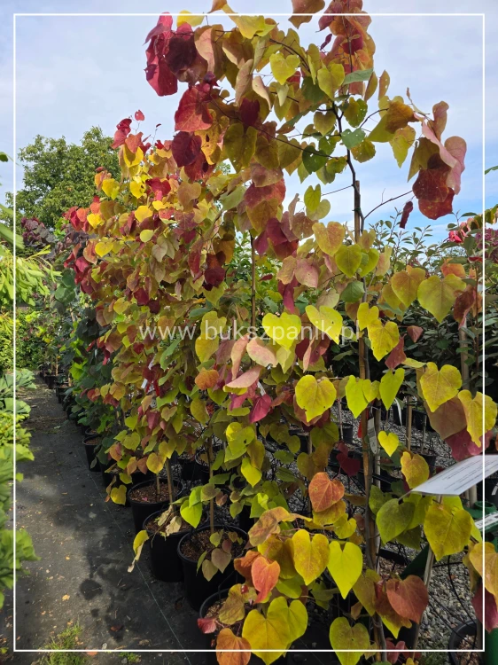Judaszowiec kanadyjski Eternal Flame - 25l Cercis canadensis 210cm