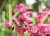 skalnica-arendsa-saxifraga-arendsii_2711.jpg