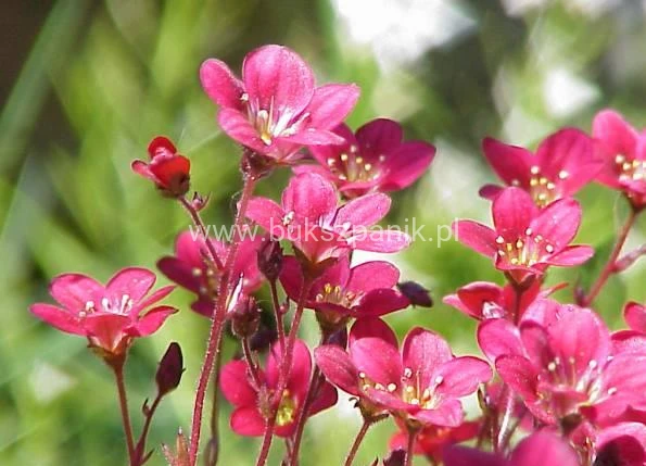 skalnica-arendsa-saxifraga-arendsii_2711.jpg
