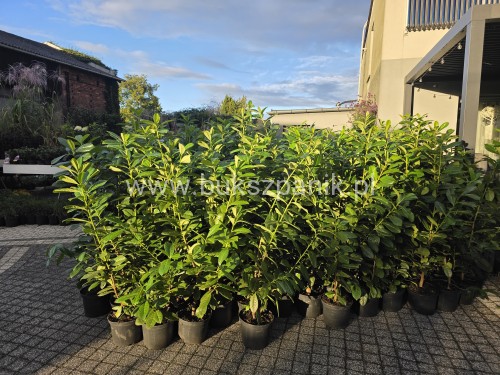 Laurowiśnia wschodnia NOVITA` - Prunus 100-120cm