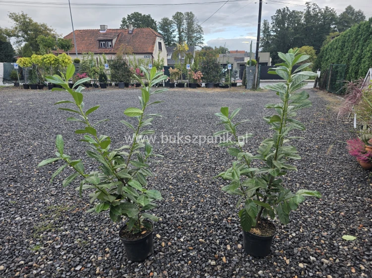Laurowiśnia wschodnia NOVITA` - Prunus 100-120cm