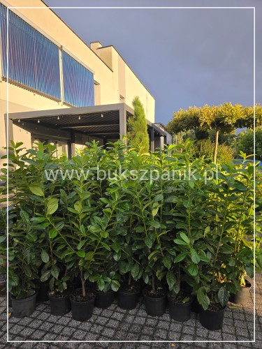 Laurowiśnia wschodnia NOVITA` - Prunus 100-120cm