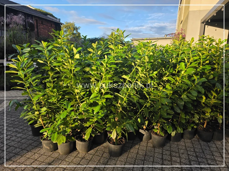 Laurowiśnia wschodnia NOVITA` - Prunus 100-120cm