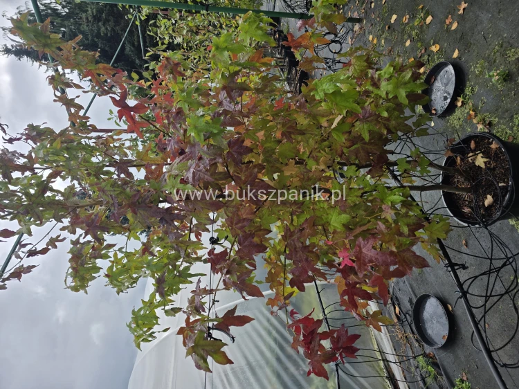 Ambrowiec amerykański WIELOPIENNY - Liquidambar stryraciflua h: 140cm