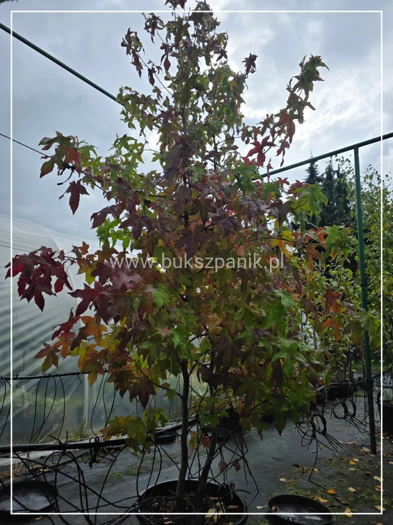 Ambrowiec amerykański WIELOPIENNY - Liquidambar stryraciflua h: 140cm