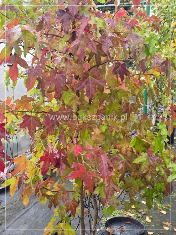 Ambrowiec amerykański WIELOPIENNY - Liquidambar stryraciflua h: 140cm