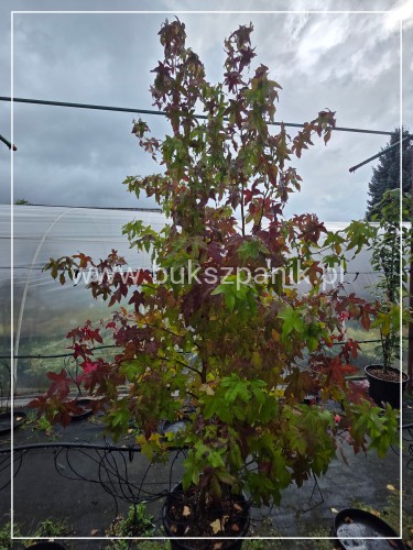 Ambrowiec amerykański WIELOPIENNY - Liquidambar stryraciflua h: 140cm