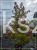 Ambrowiec amerykański WIELOPIENNY - Liquidambar stryraciflua h: 140cm