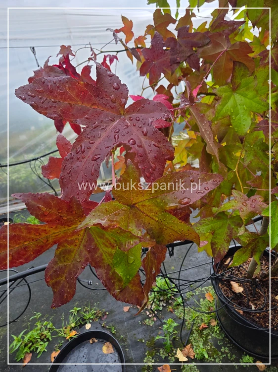 Ambrowiec amerykański WIELOPIENNY - Liquidambar stryraciflua h: 140cm