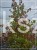 Ambrowiec amerykański WIELOPIENNY - Liquidambar stryraciflua h: 140cm