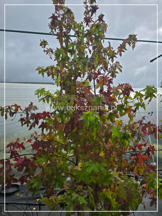 Ambrowiec amerykański WIELOPIENNY - Liquidambar stryraciflua h: 140cm