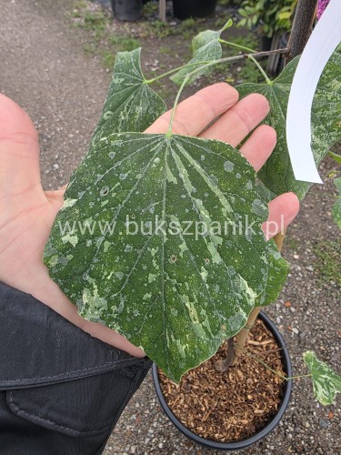 Judaszowiec kanadyjski Alley Cat - cercis canadensis