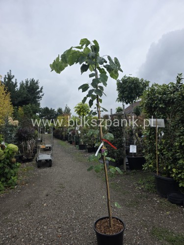 Judaszowiec kanadyjski Alley Cat - cercis canadensis