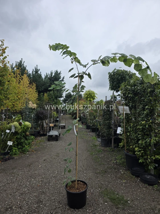 Judaszowiec kanadyjski Alley Cat - cercis canadensis