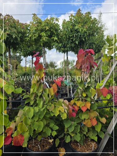 judaszowiec kanadyjski Hearts A'Fire- Cercis canadensis 25l h