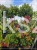 judaszowiec kanadyjski Hearts A'Fire- Cercis canadensis 25l h