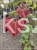 judaszowiec kanadyjski Hearts A'Fire- Cercis canadensis 25l h