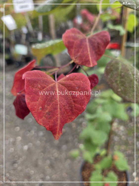 judaszowiec kanadyjski Hearts A'Fire- Cercis canadensis 25l h